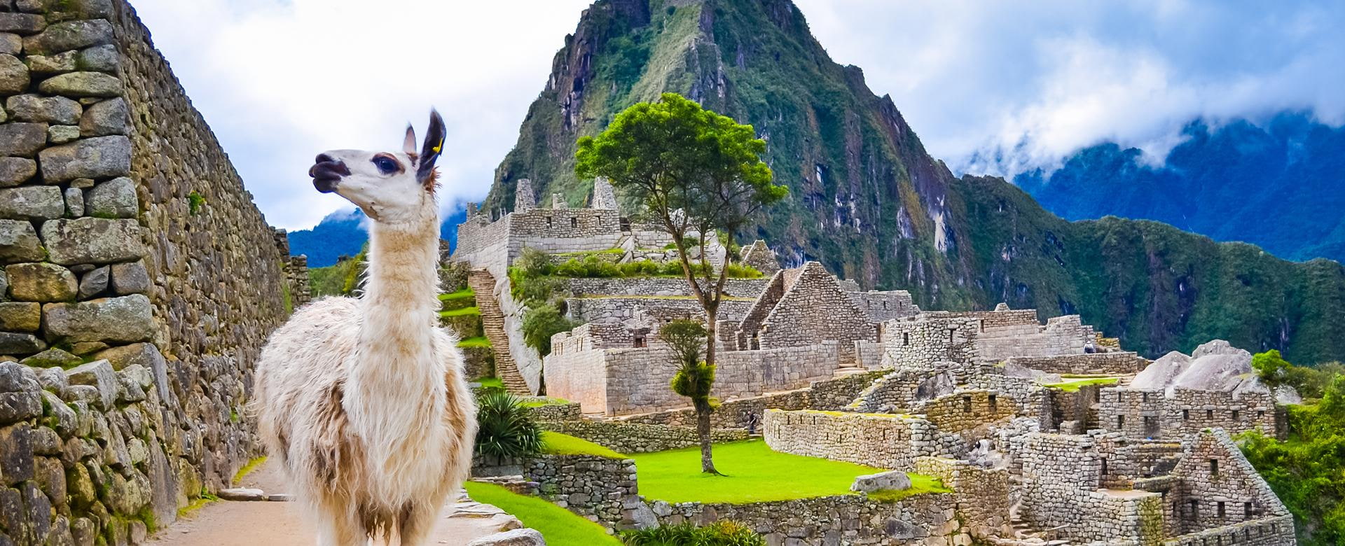 Lama im Machu Picchu